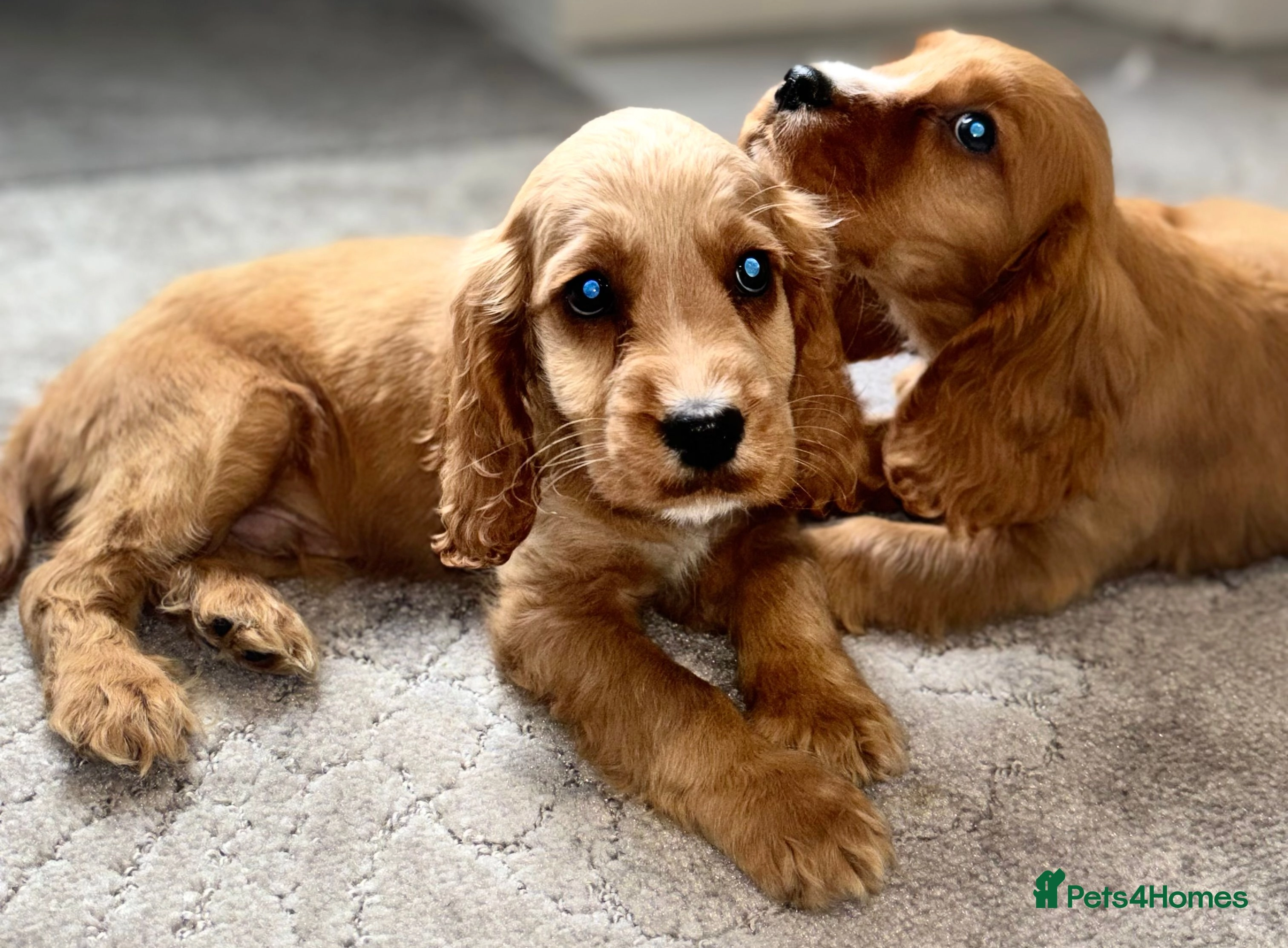 cocker spaniel puppies for sale hampshire