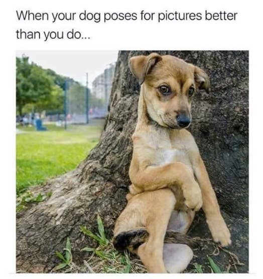 dog pose meme