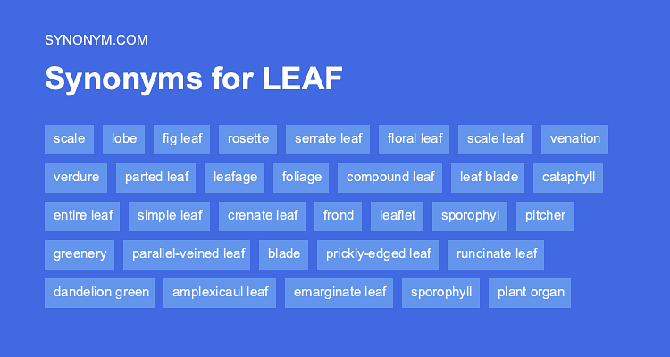 leaves synonym