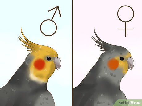 how to tell if a cockatiel is male or female