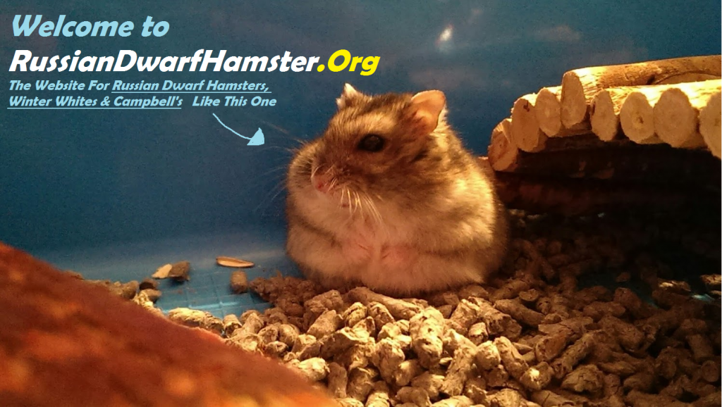 what can dwarf hamsters eat