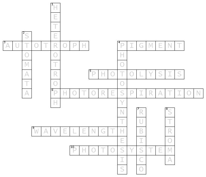 photosynthesis crossword puzzle answers