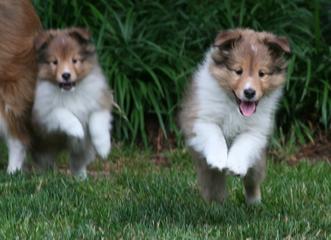 sheltie breeders in virginia