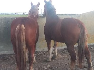 milanuncios caballos castilla y león