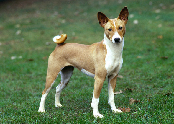 dogs with curly tails