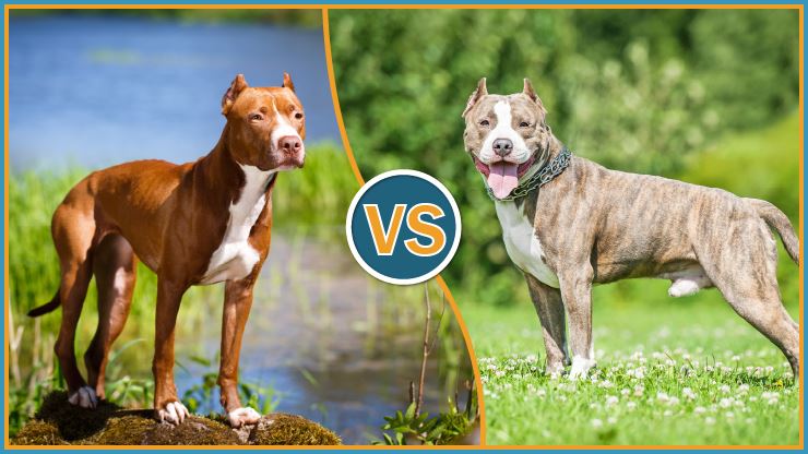 american staffordshire terrier vs american pitbull terrier