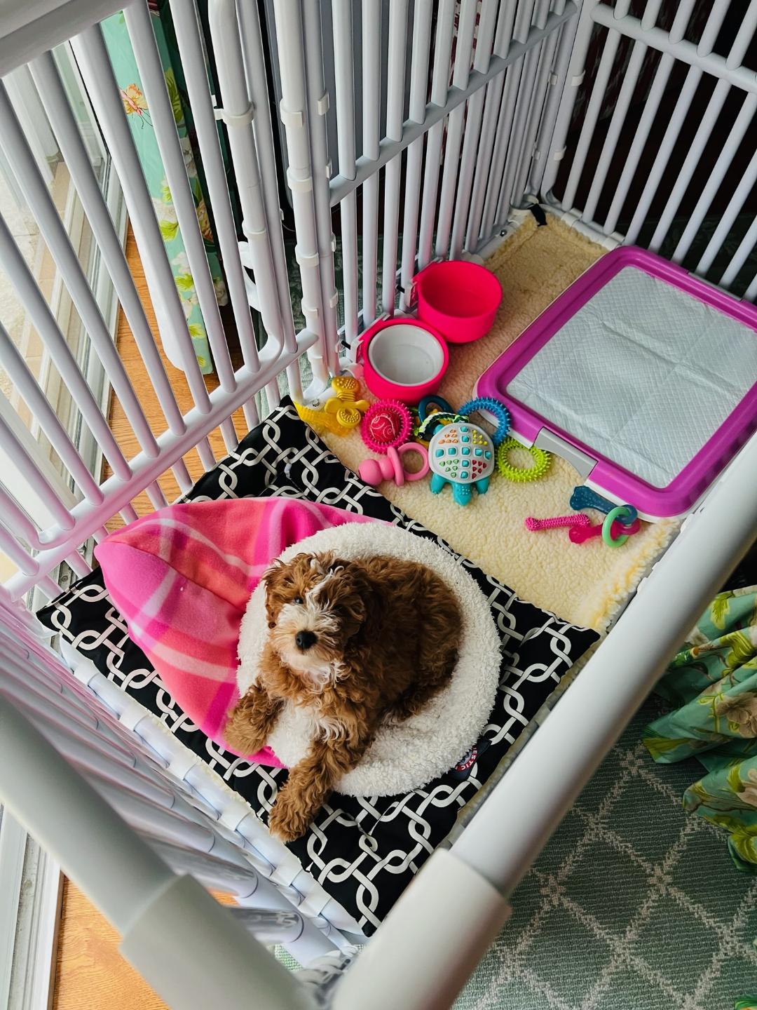 puppy pens indoor