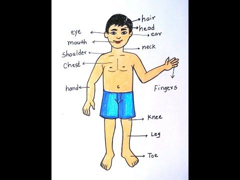 parts of body drawing picture