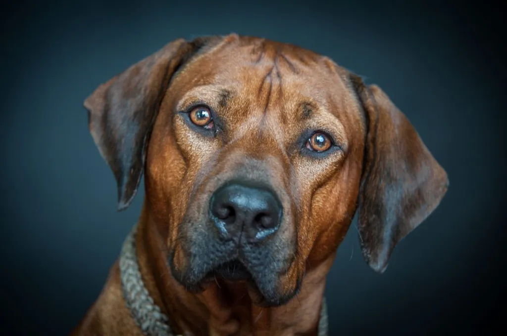 pictures of rhodesian ridgeback dogs