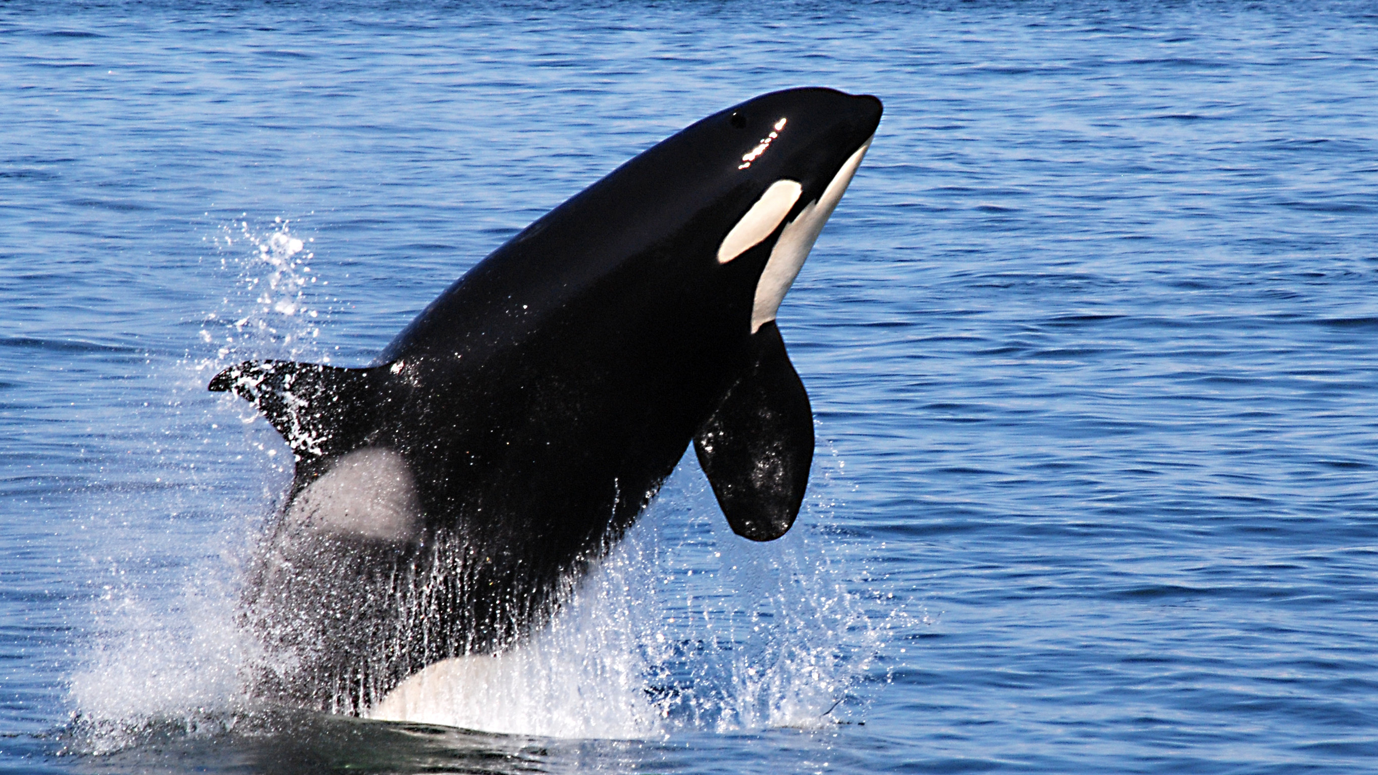 orcas attack humans in wild