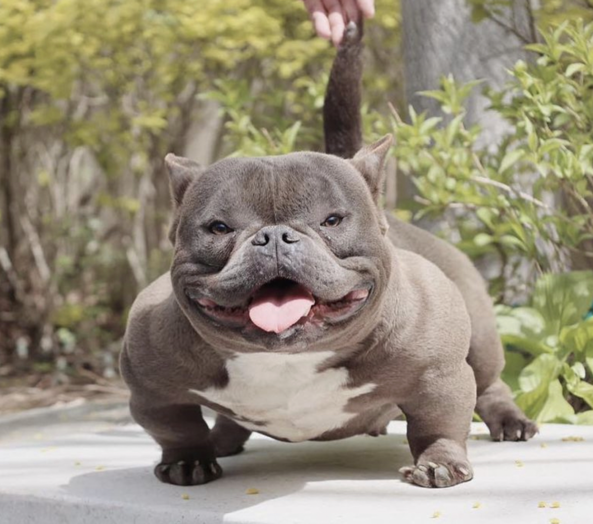 mini bully