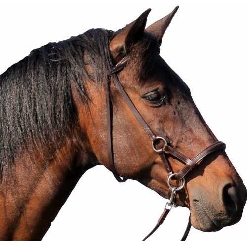 bitless bridle uk