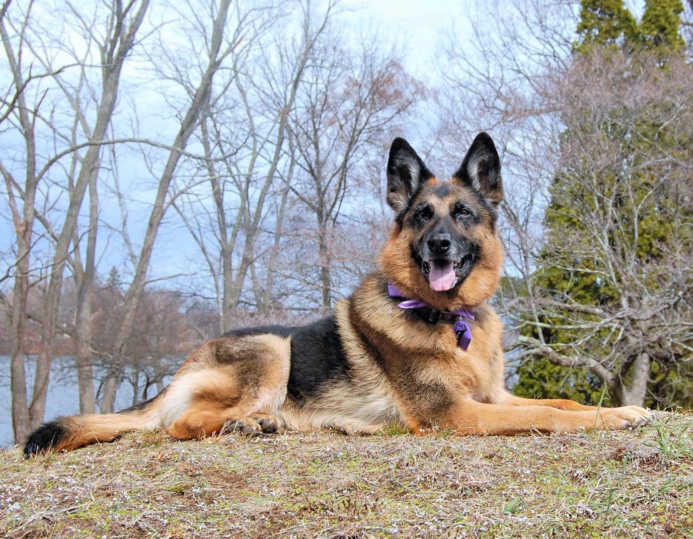 german shepherd rescue massachusetts