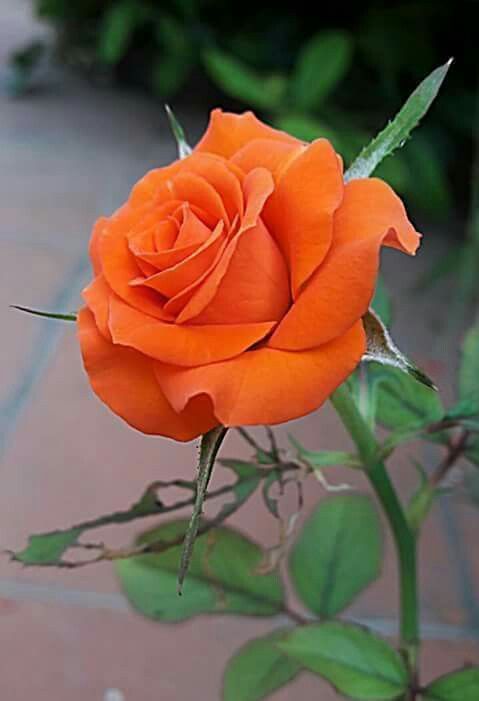 orange rose flower photos