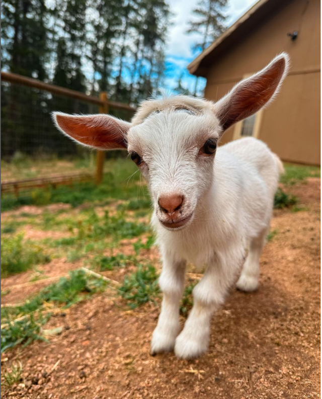 goats for sale colorado