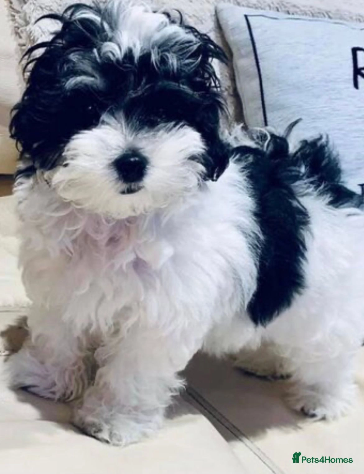 maltipoo puppies for sale glasgow