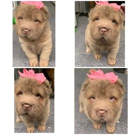 shar pei dog for sale uk