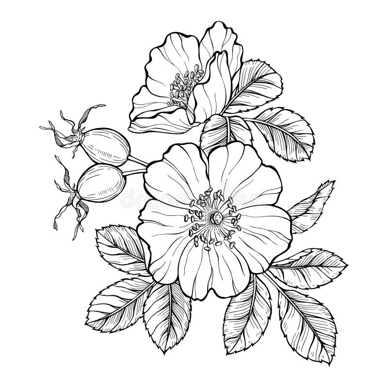 wild rose drawing