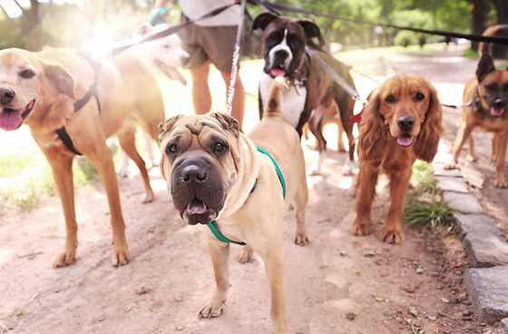 canning vale dog kennels