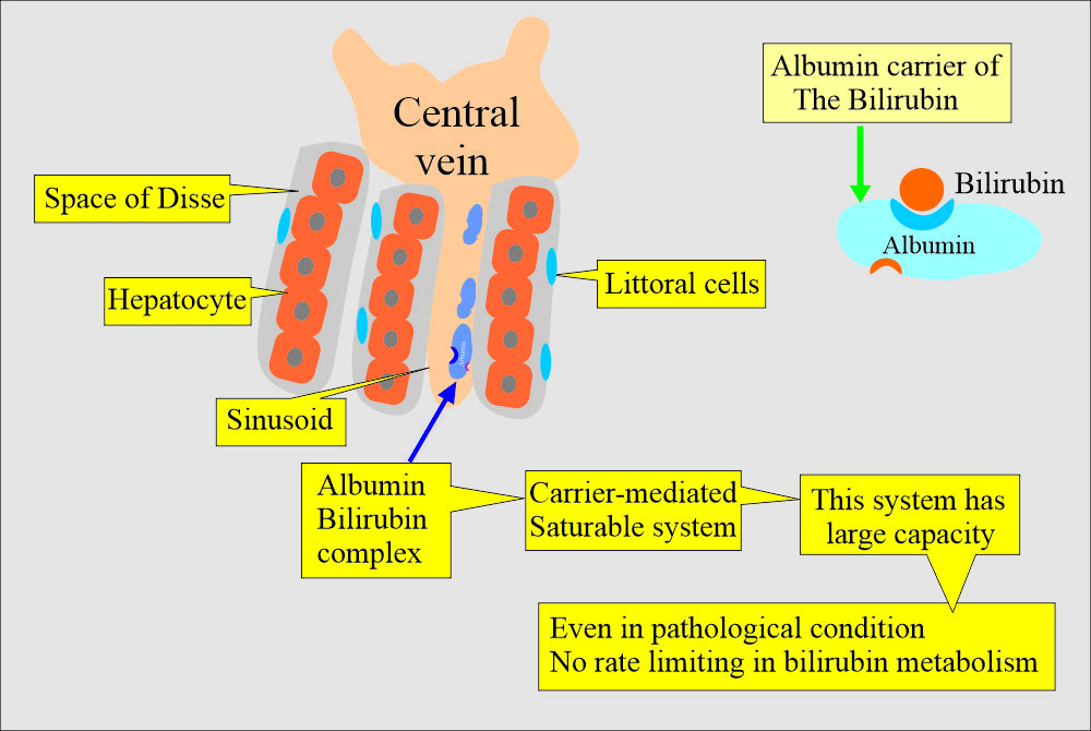 is 2.2 bilirubin dangerous