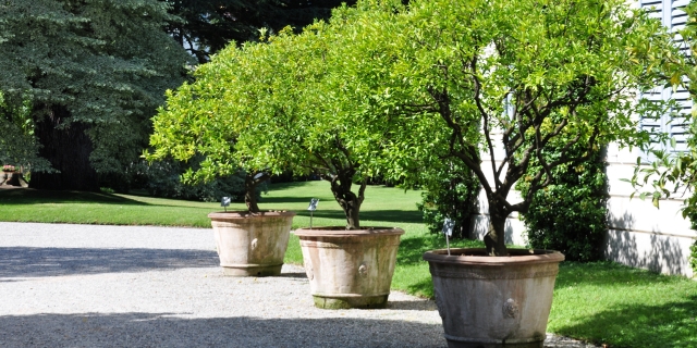 giant planters for trees