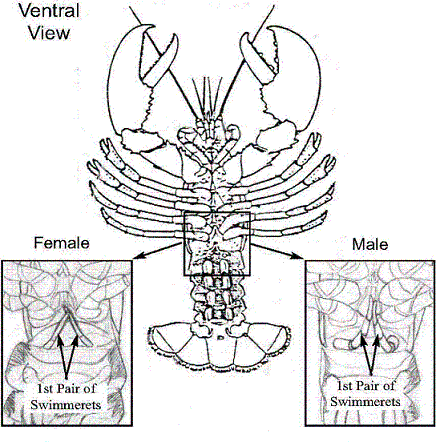 female lobster crossword clue