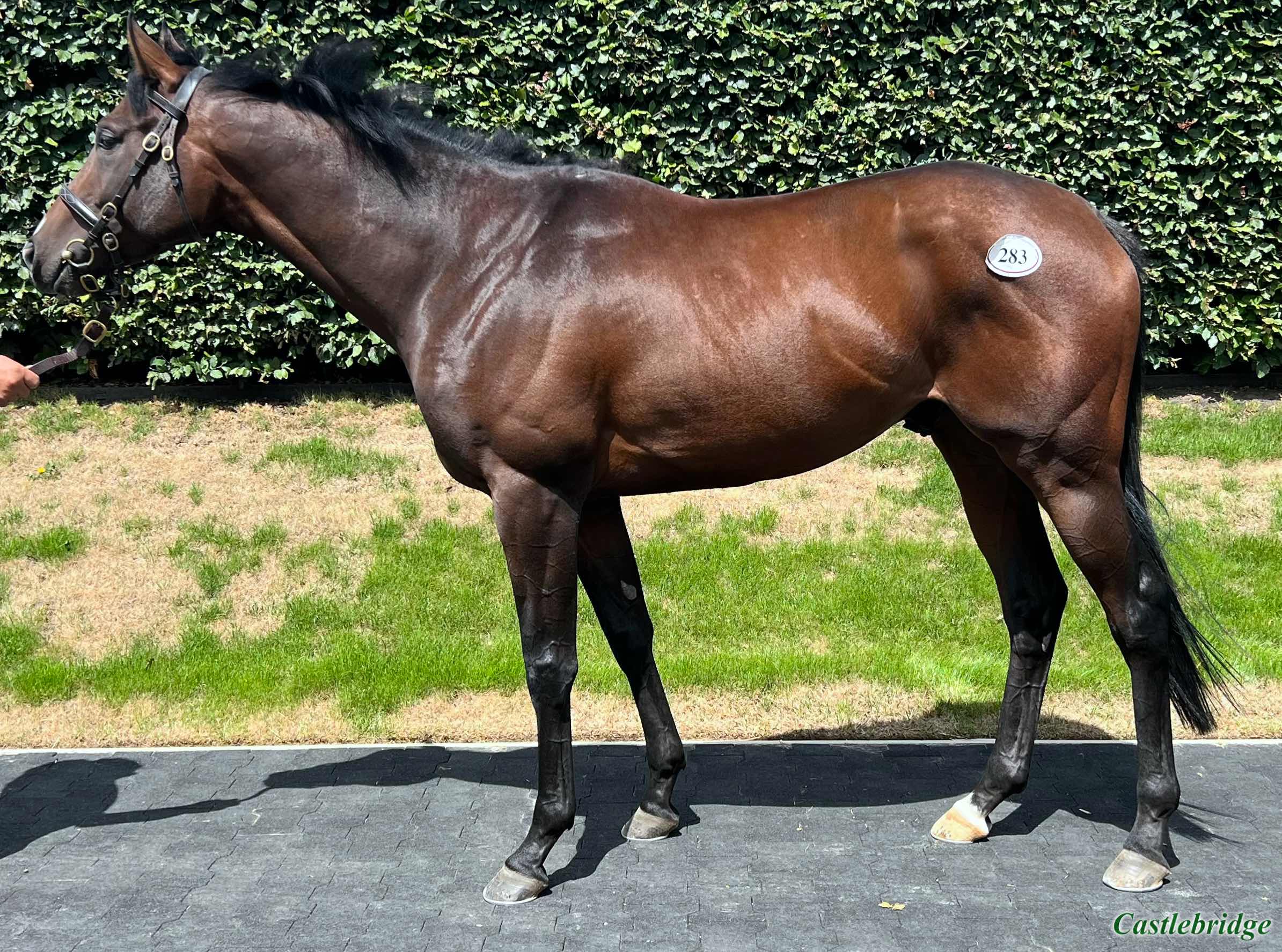 tattersalls july sale 2023