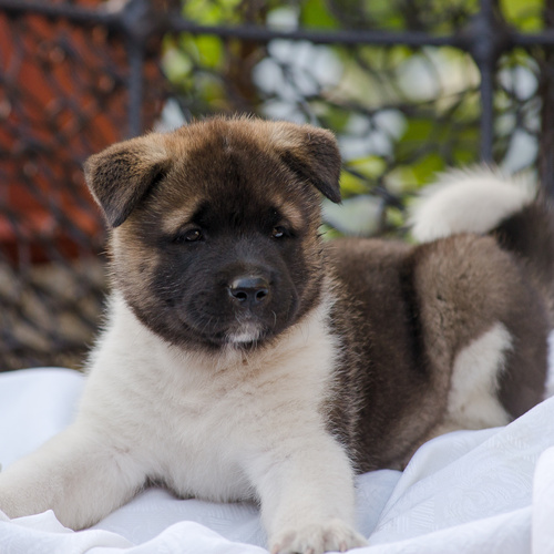 akita pups for sale