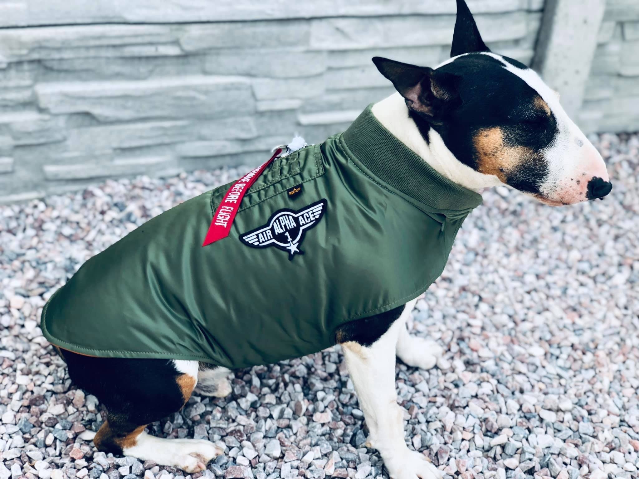 alpha industries dog