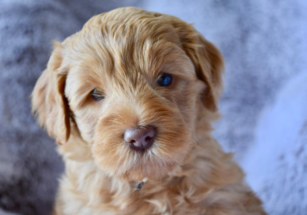 amalie labradoodles