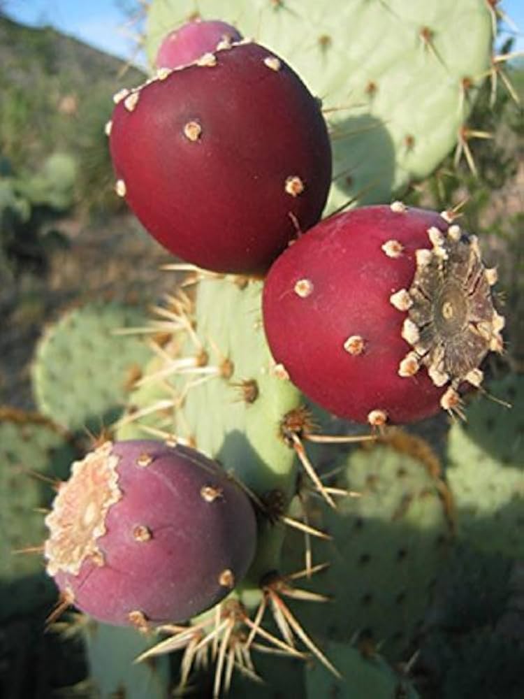 amazon nopal