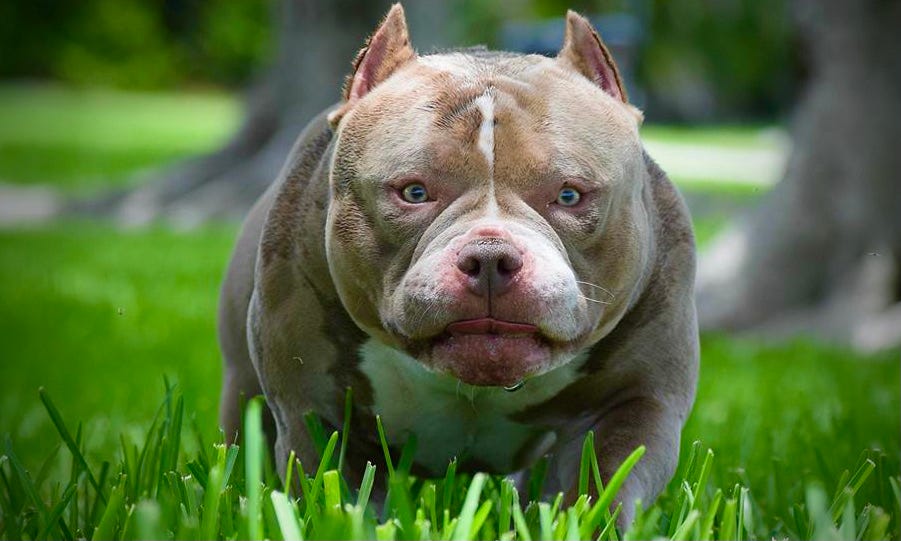 american bully price