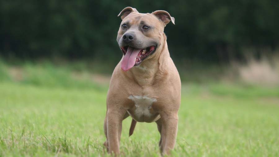 american staffordshire terrier brindle price