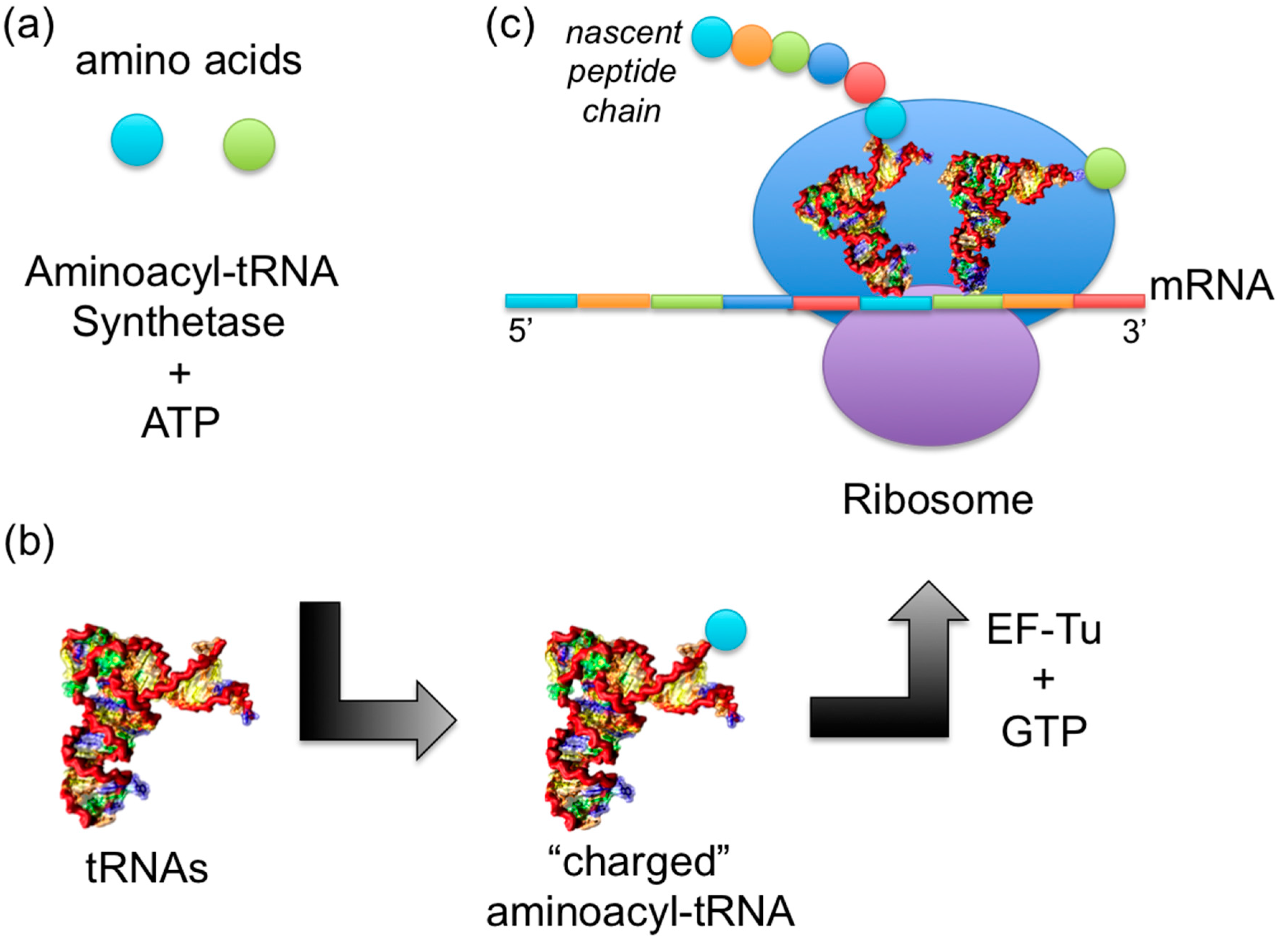 aminoacyl-trna