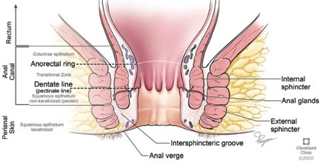 anal sin permiso