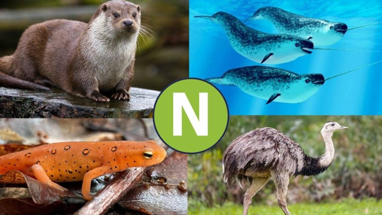 animales que empiezan con la letra n