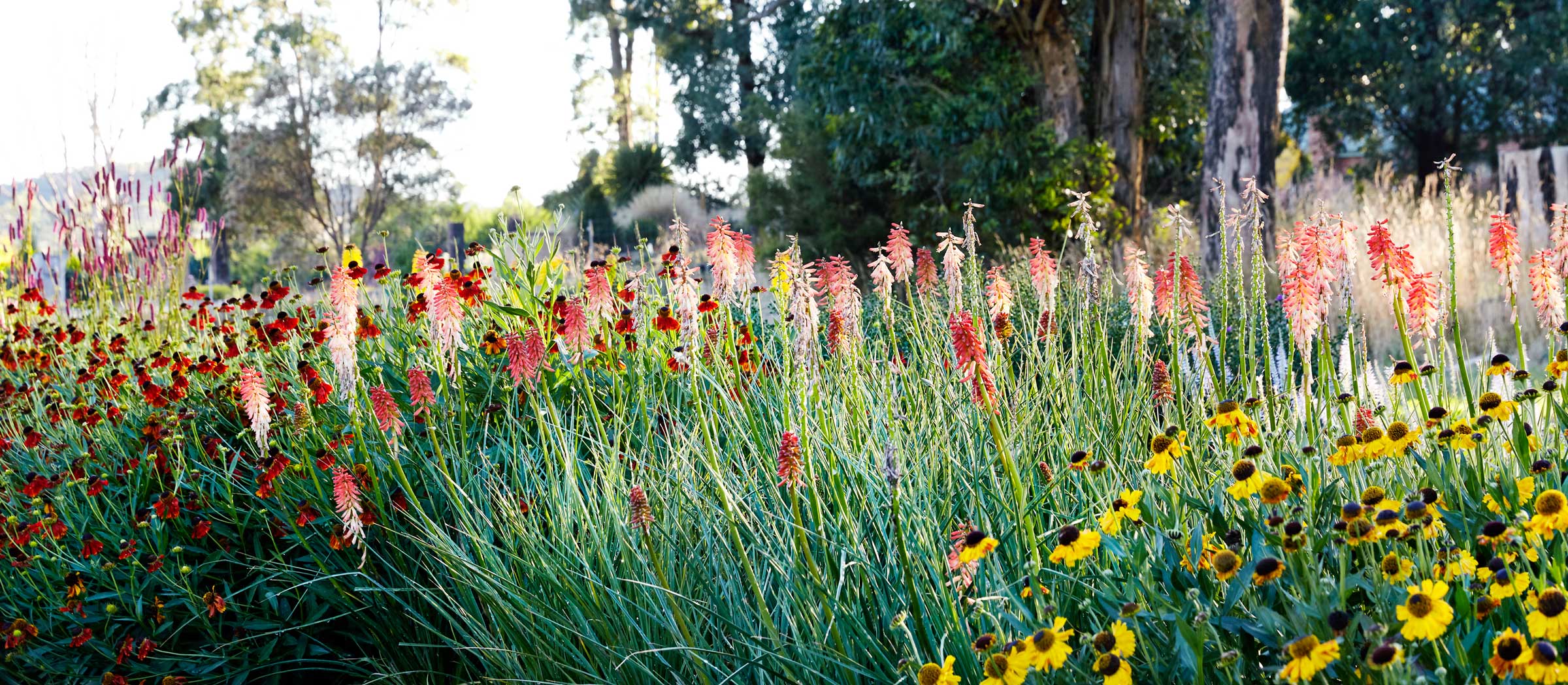 antique perennials