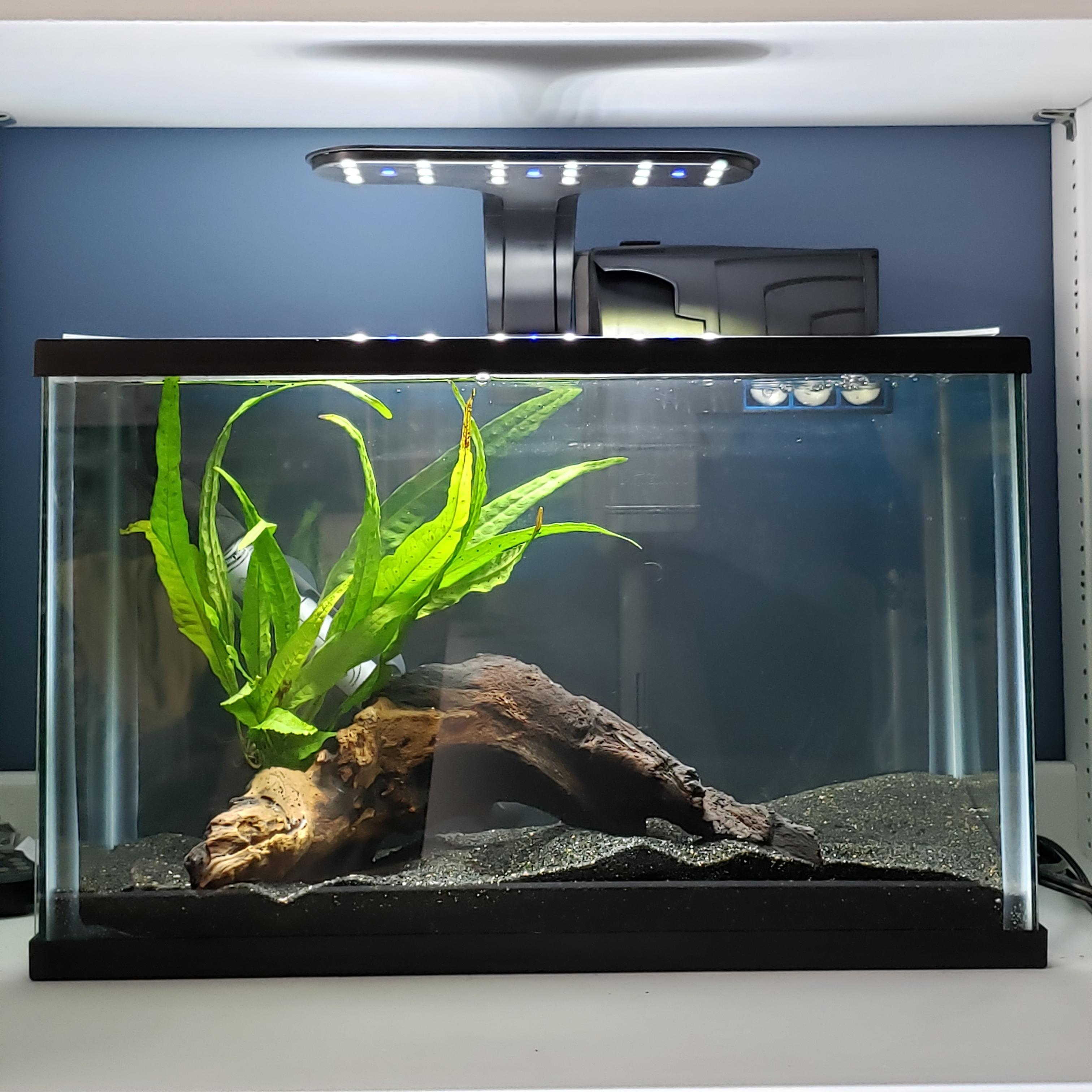 aquascape for betta fish