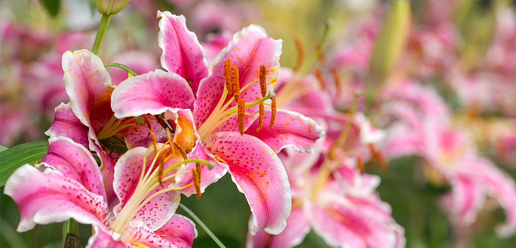 are white lilies poisonous to dogs