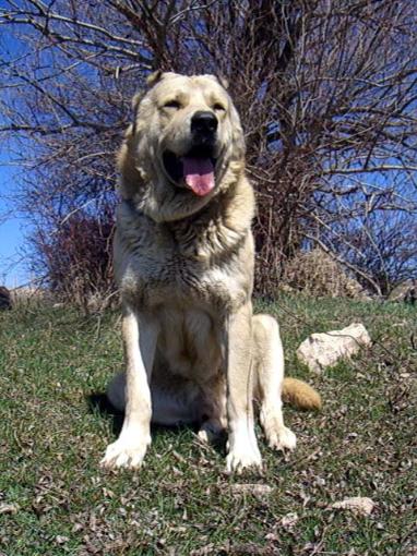 armenian gampr dog