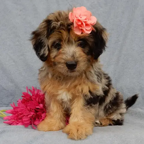 aussiedoodle for sale florida