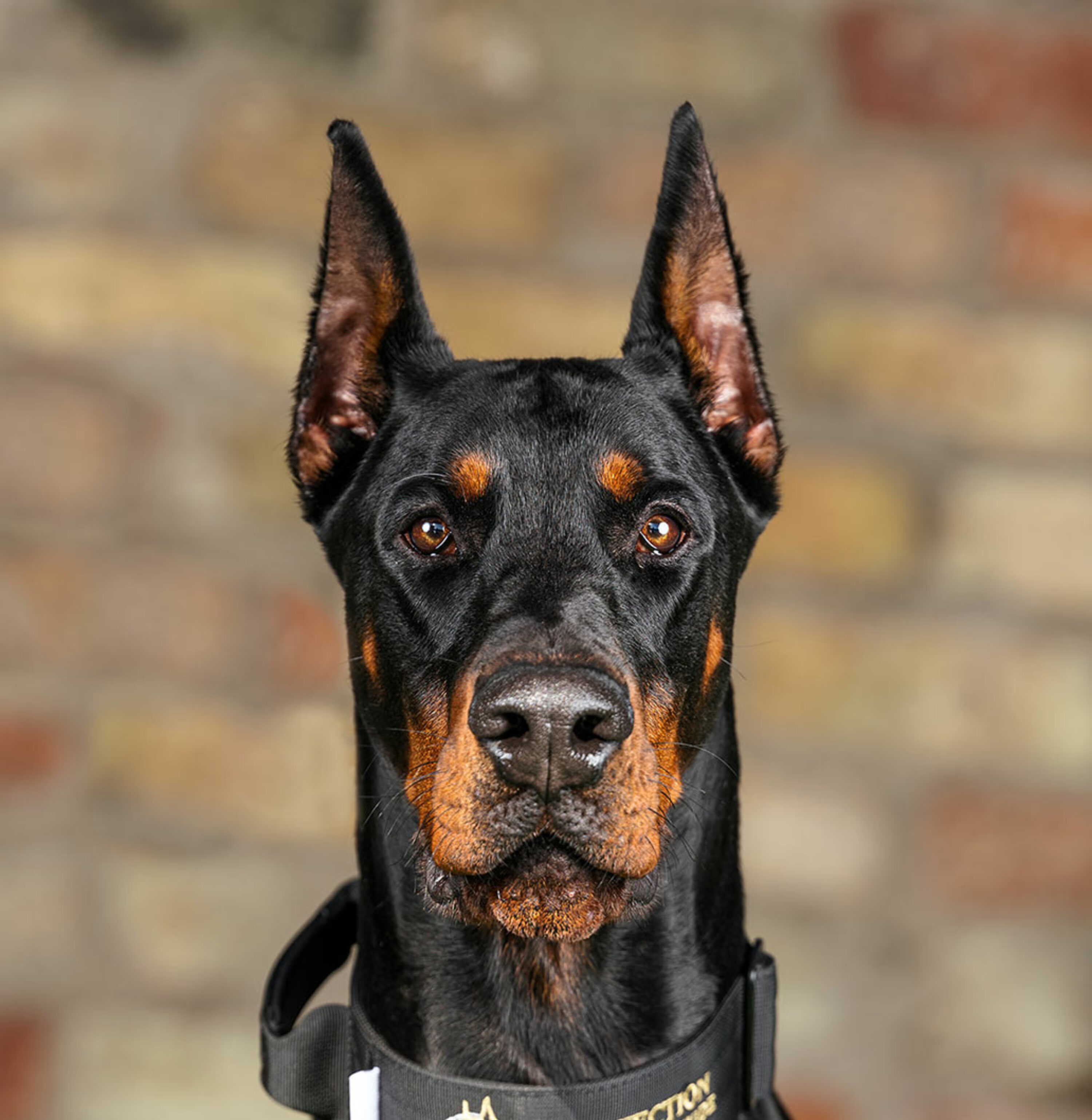 dobermann for sale