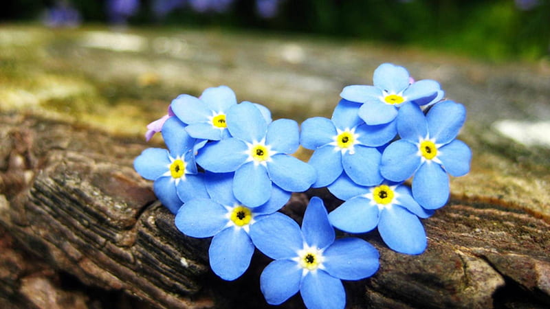 forget me not flower wallpaper