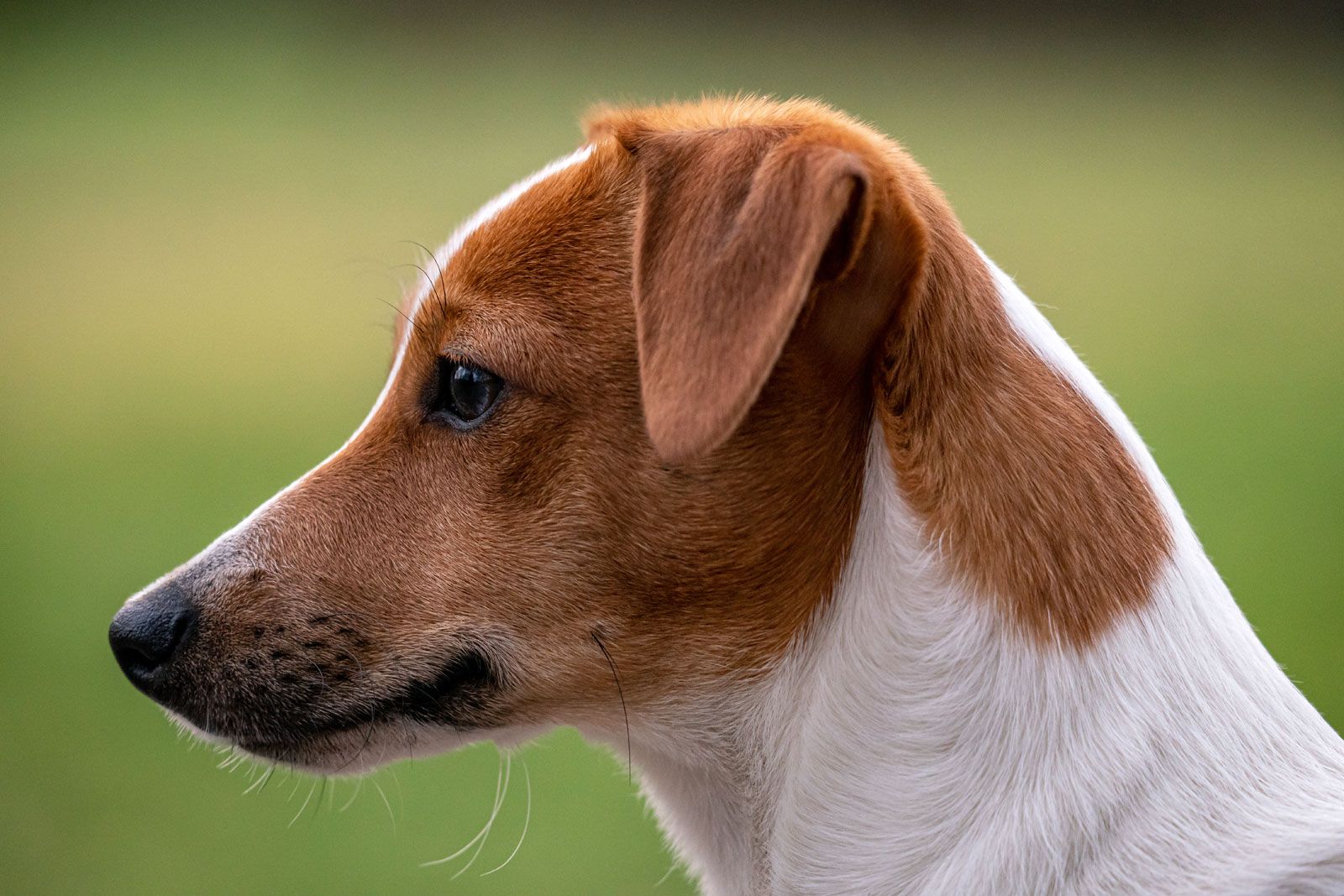 images jack russell terriers