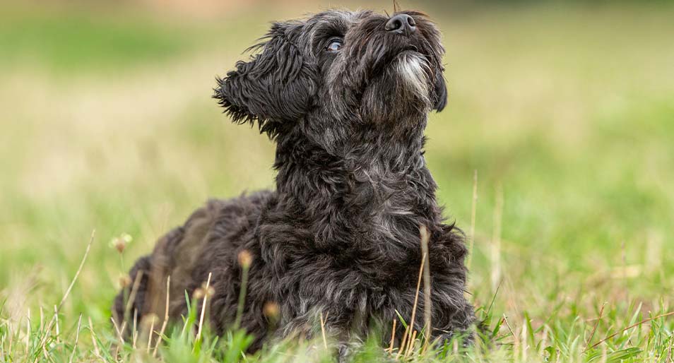 yorkie poo dogs