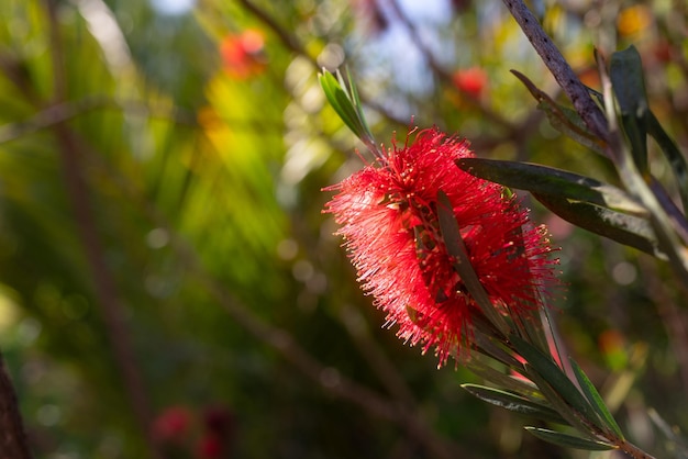 hairy scarlet