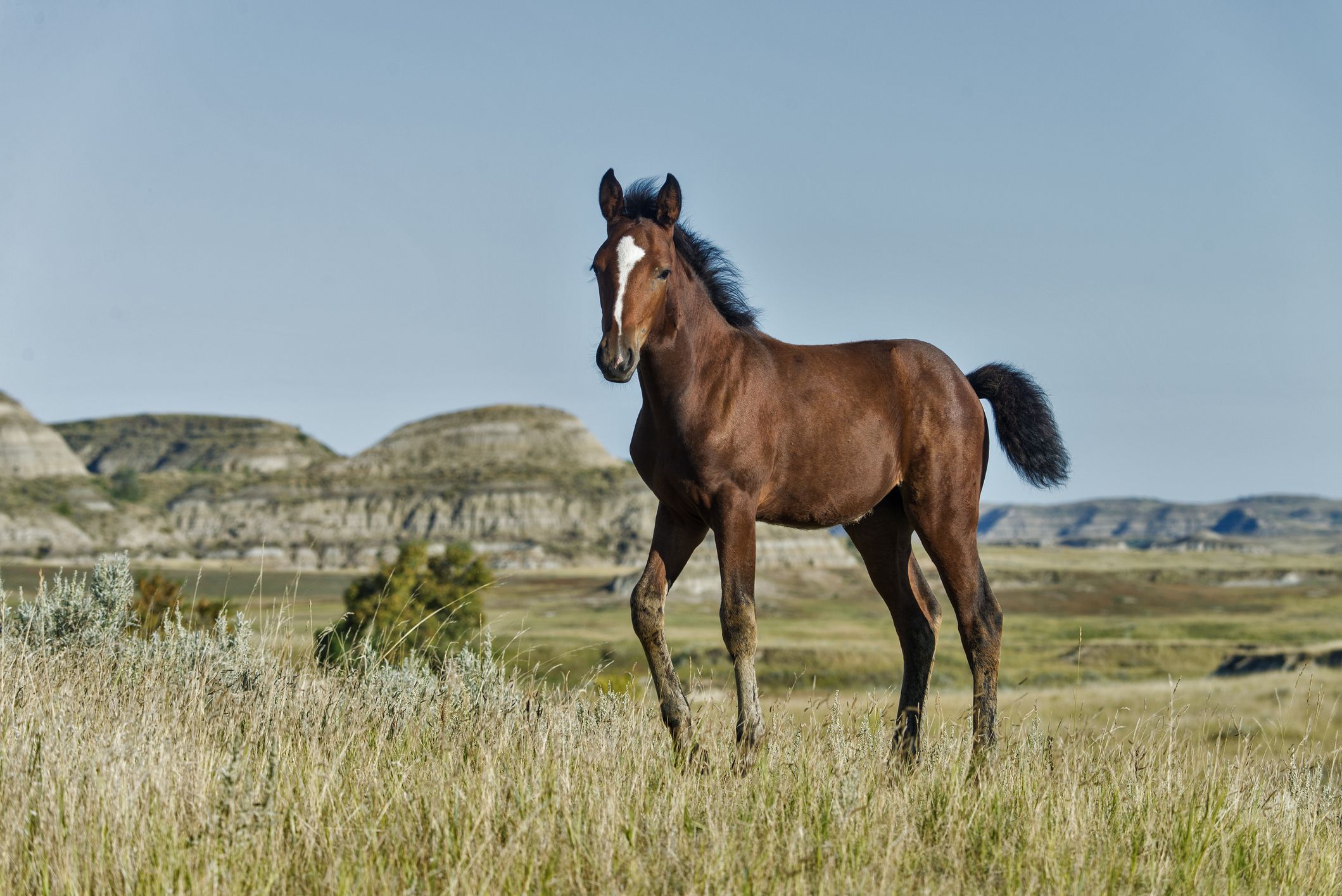 are mustang horses good for beginners