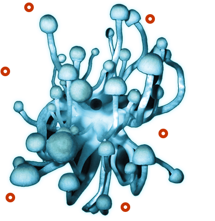 shroomery