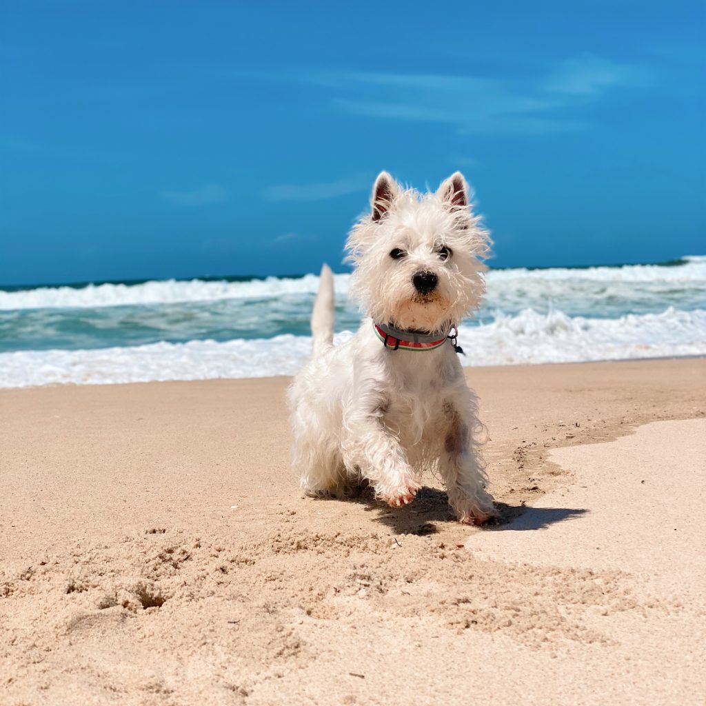 lifespan of westie dogs