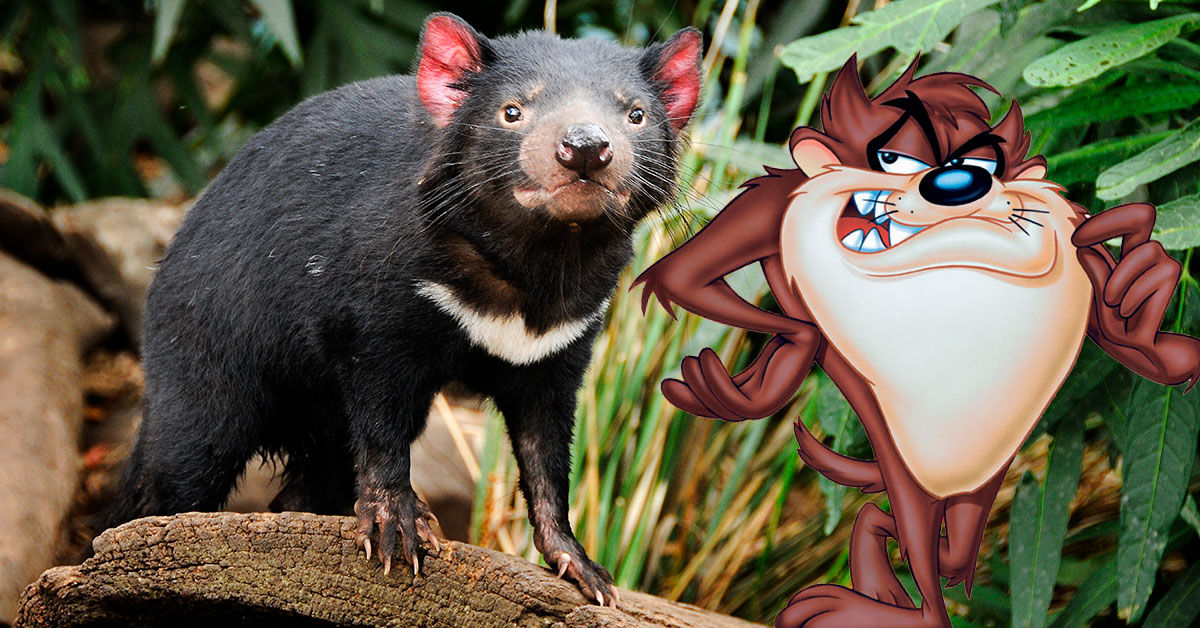 looney tunes tasmanian devil